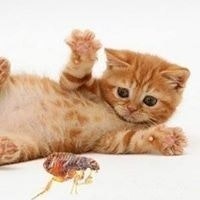 Георгий Телешов