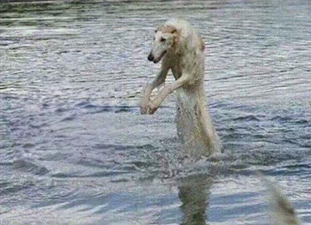 дельфин в душе