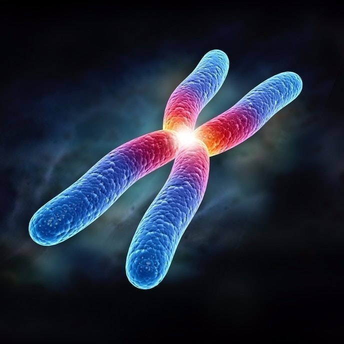 Викентий Хромосома