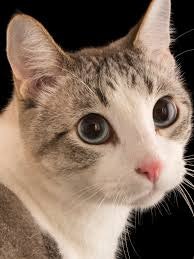 Rowland Awor (Rowbankz)