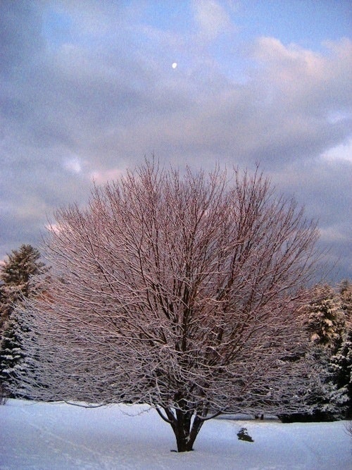 Emily 🎄❄️⛄️