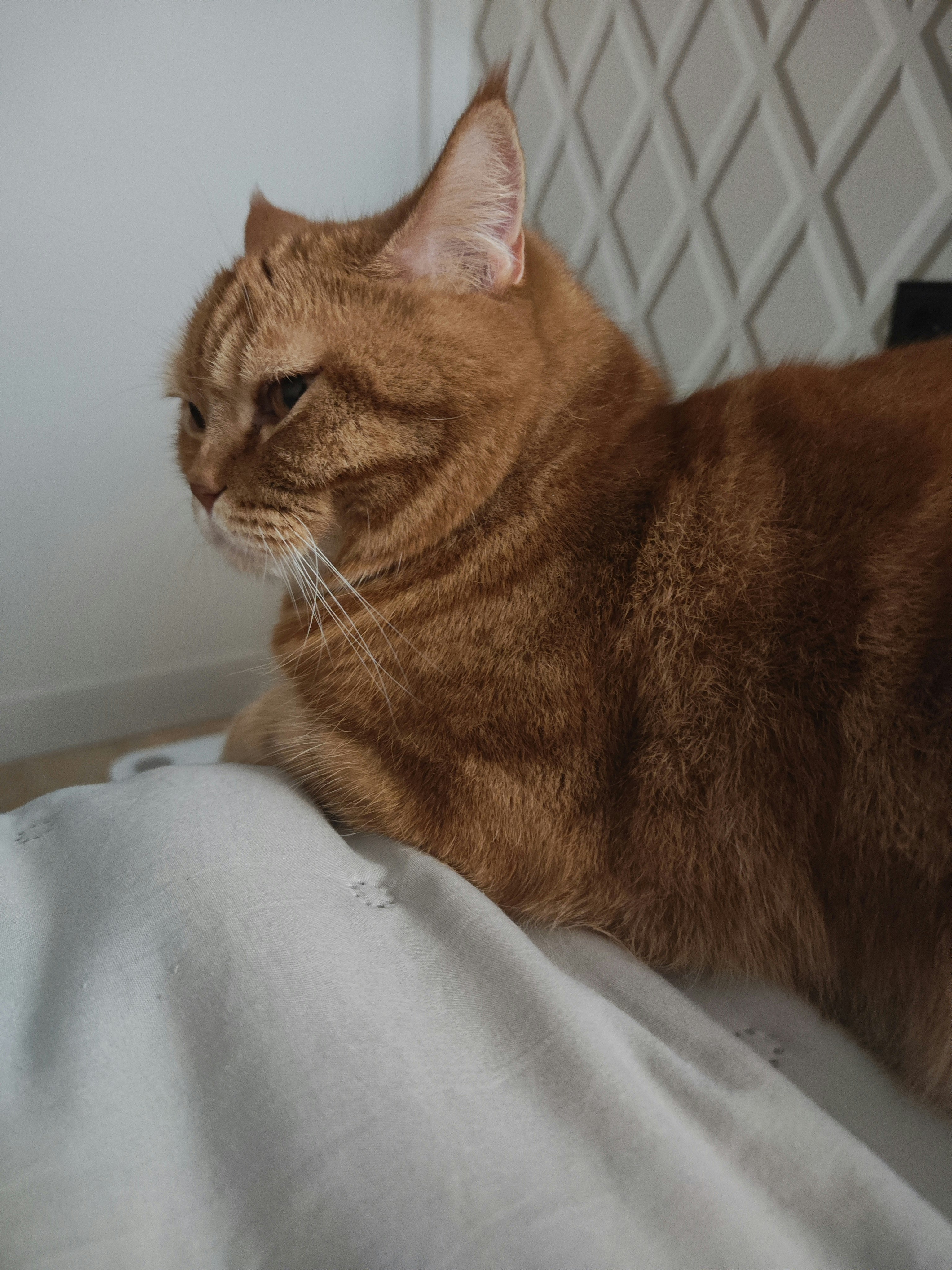 Олексій «Regressor» Марек