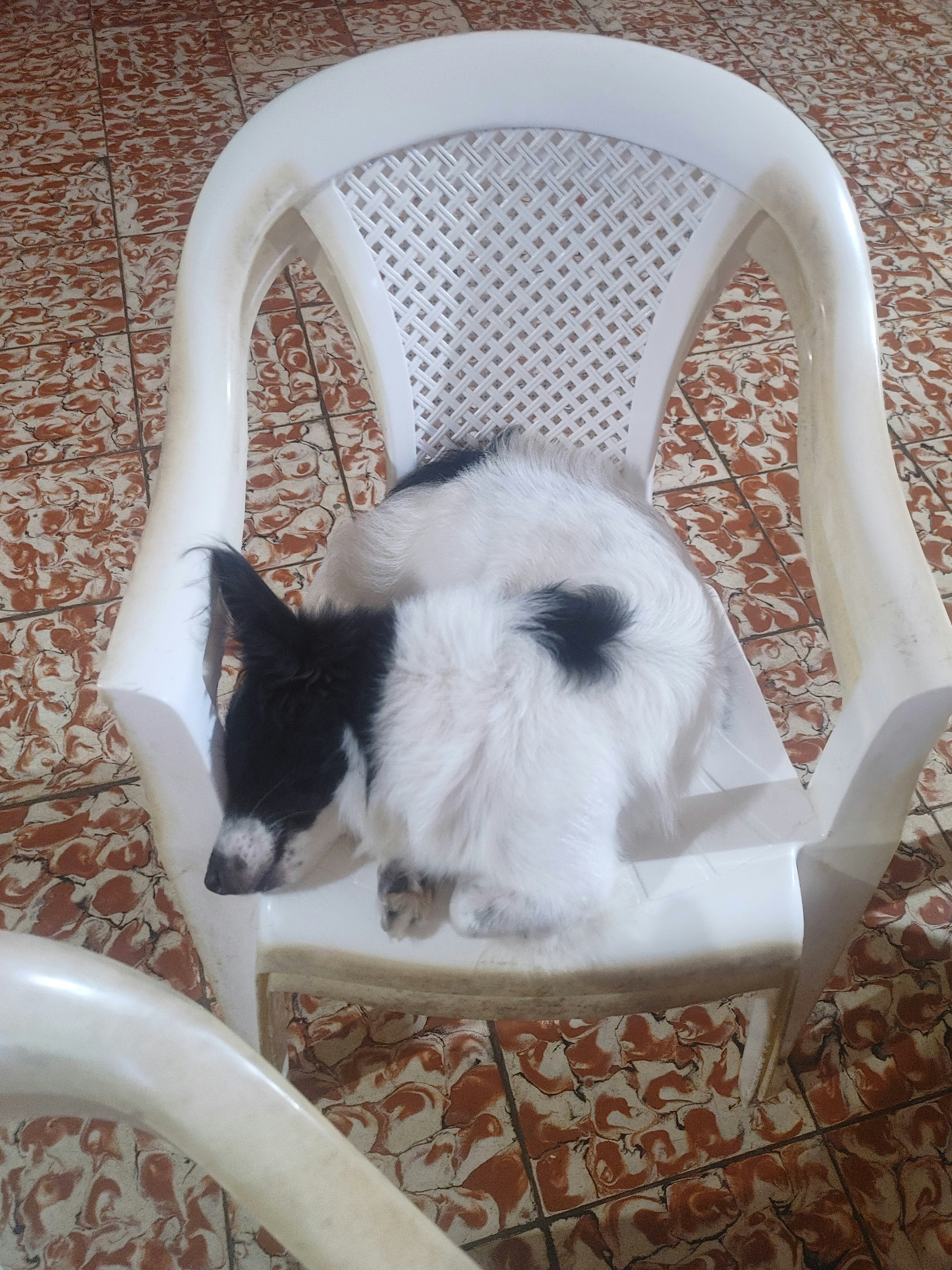 Benjamin Francisco Tapia Rostran