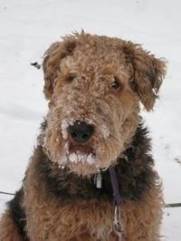 Gianfranco Maffucci-Mauch