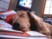 Hattaya.G / 中込　智行