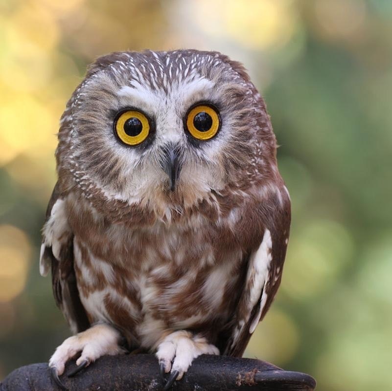 Сыч Общажный