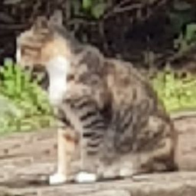 김강현