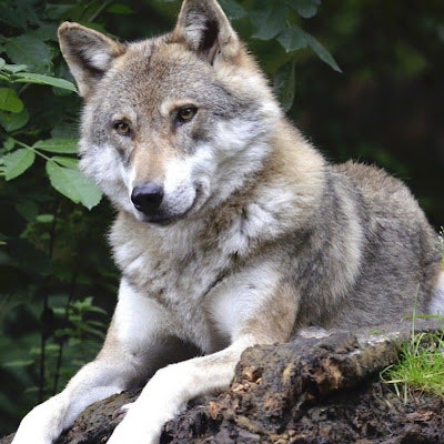 Андрей Малых