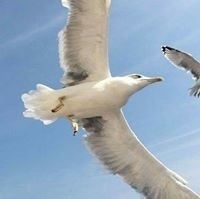 Т. Болд-Эрдэнэ