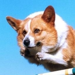 Niccolò Di Gregorio