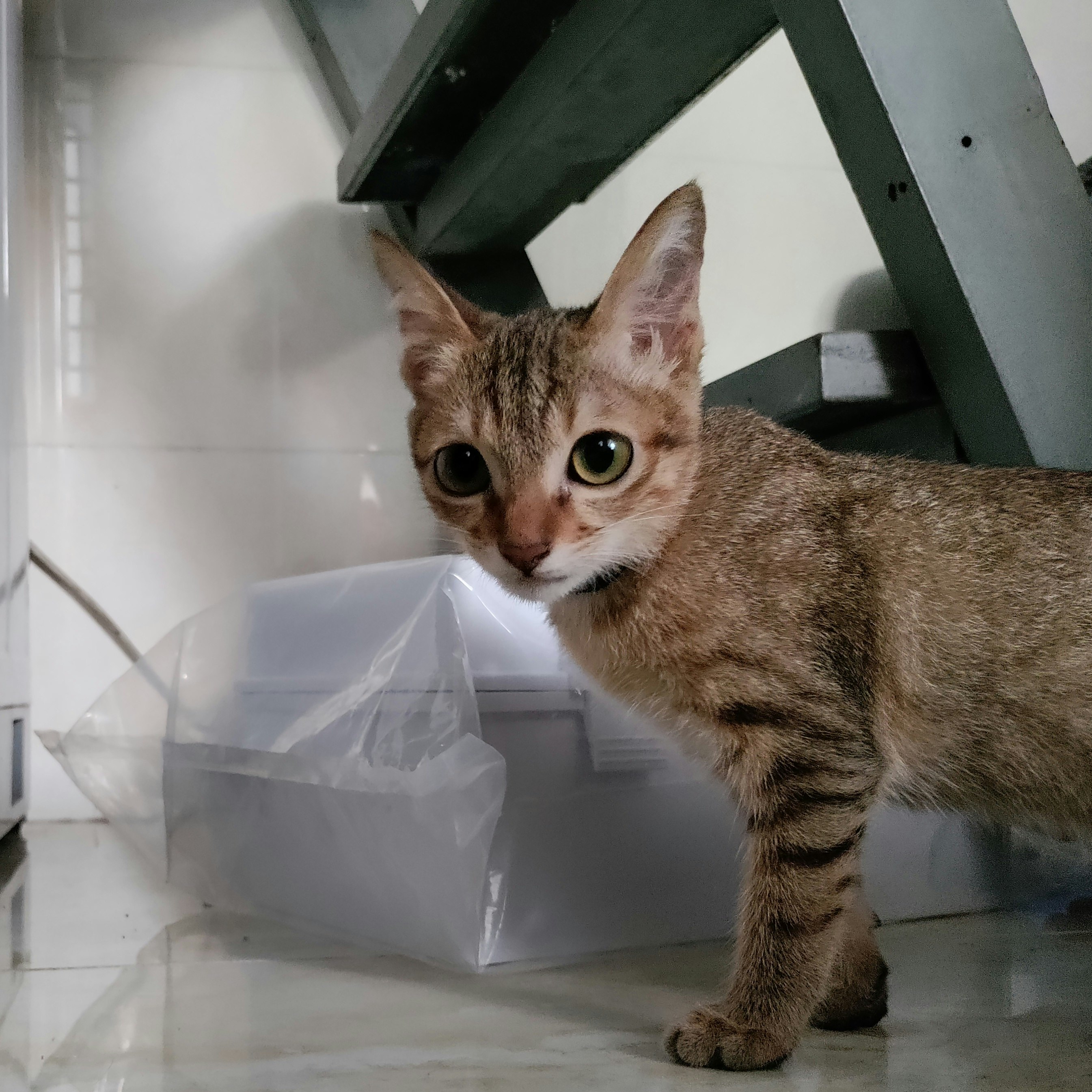 Nhựt Tiến Nguyễn