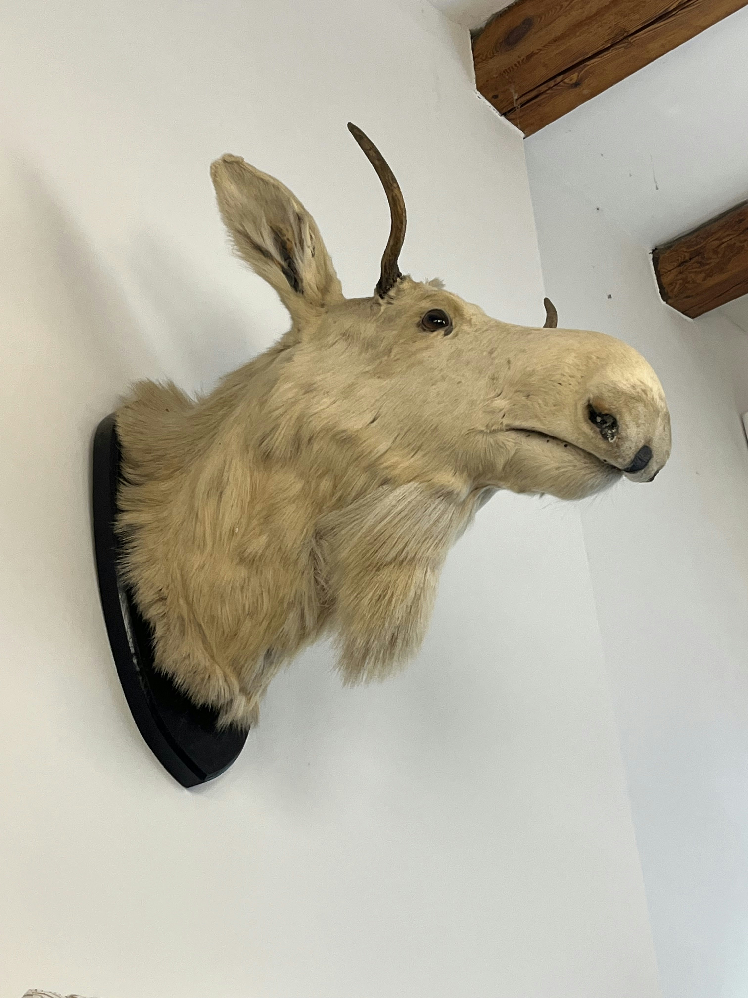 Ferdinand von Gaisberg