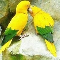 ঈমান দরজি