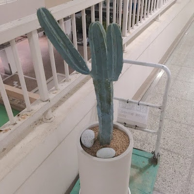 선인장145