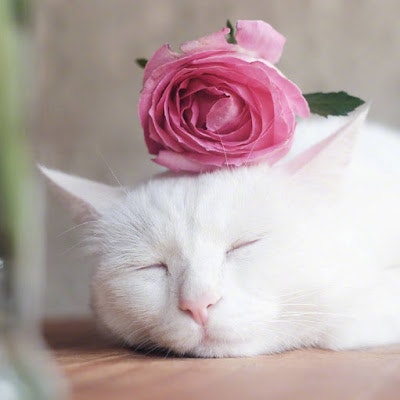 Cristy扣肉睡醒了咩