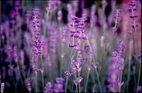 Veronique Sanguinetti