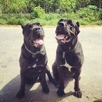 Елена Кузнецова