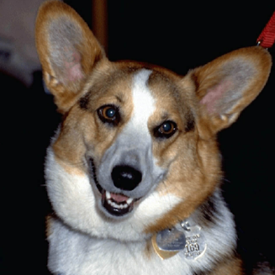 Gavin Fedo (深圳市非道科技有限公司)