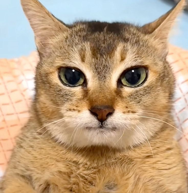 without mouth project