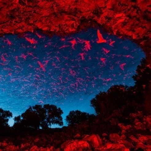 redLight New Orleans