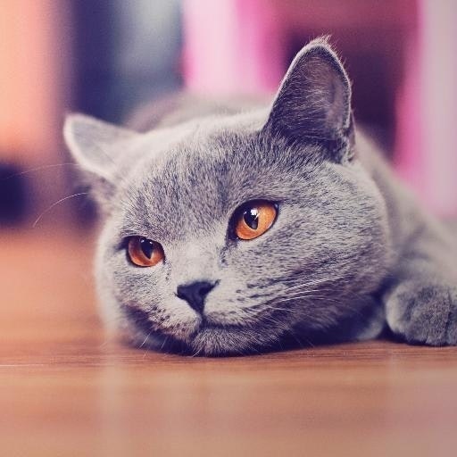 Глеб Тютюнников