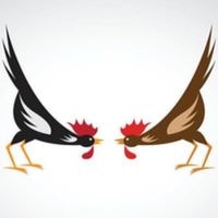 Đá gà trực tiếp thomo