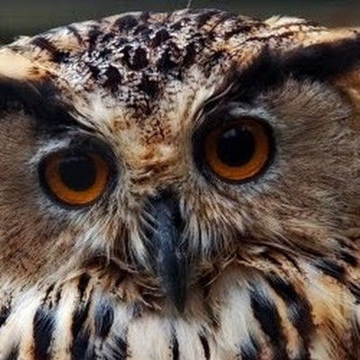 Руслан Луценко