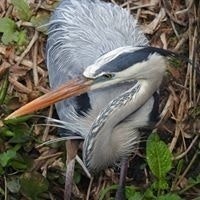 William A. Van Brunt