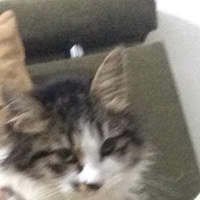 روبلوكس مجد و ريماس