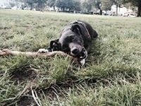 Stefano Mazzalai Nguyen