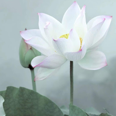 ake wang