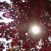 Christopher D Bartels