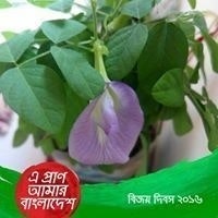 সাফওয়ান শাদীদ