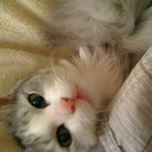 大下しも(Shimoshimo)