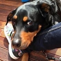 Prada Oprah Taylor Henry