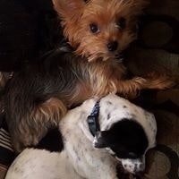 John Hilary Shepherd