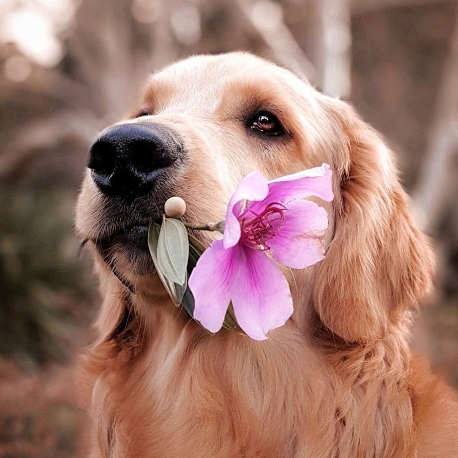 Doggy Life Tips