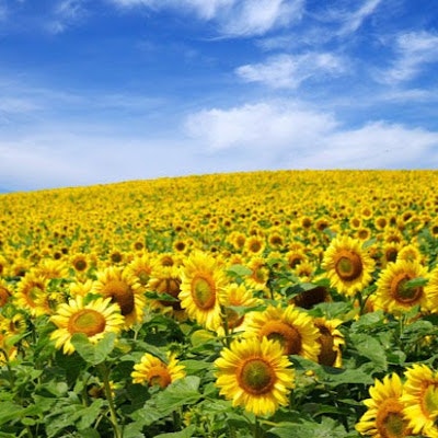 Леонид Шевченко