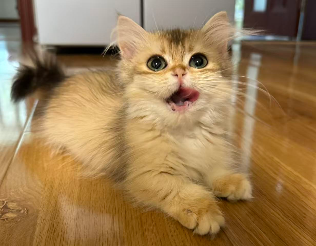 Eliza
