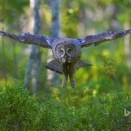 Олег Мигунов