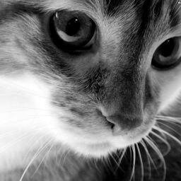 Дмитрий Ложкин