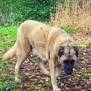 Димитър Заимов