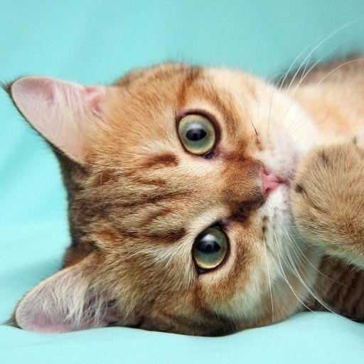 Сергей Карпачов