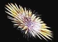 Кирилл Попов