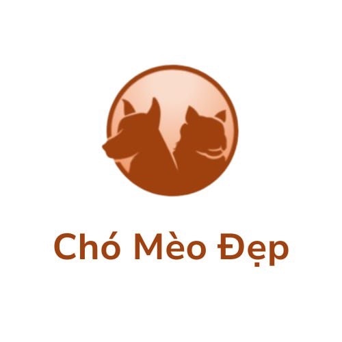Chó Mèo Đẹp