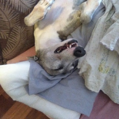 Dogs_Historian - Giovanni Padrone