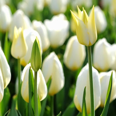 Diallo Amadou Tidiane Kassa Diallo