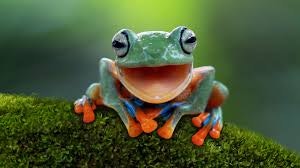 ProductHunt profile picture for @frogs