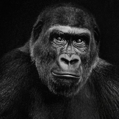 crypto monkee (✸,✸) ၊||၊ DeSpeed ၊||၊