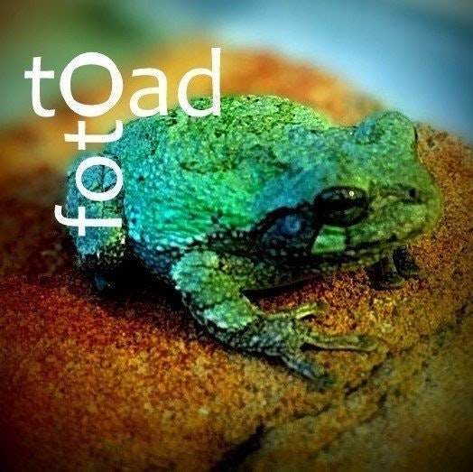 FotoToad